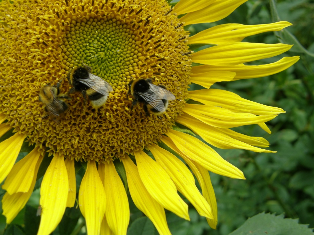 " Hummeln und eine Biene auf einer Sonnenblume